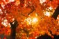 Autumn Concert thumbnail